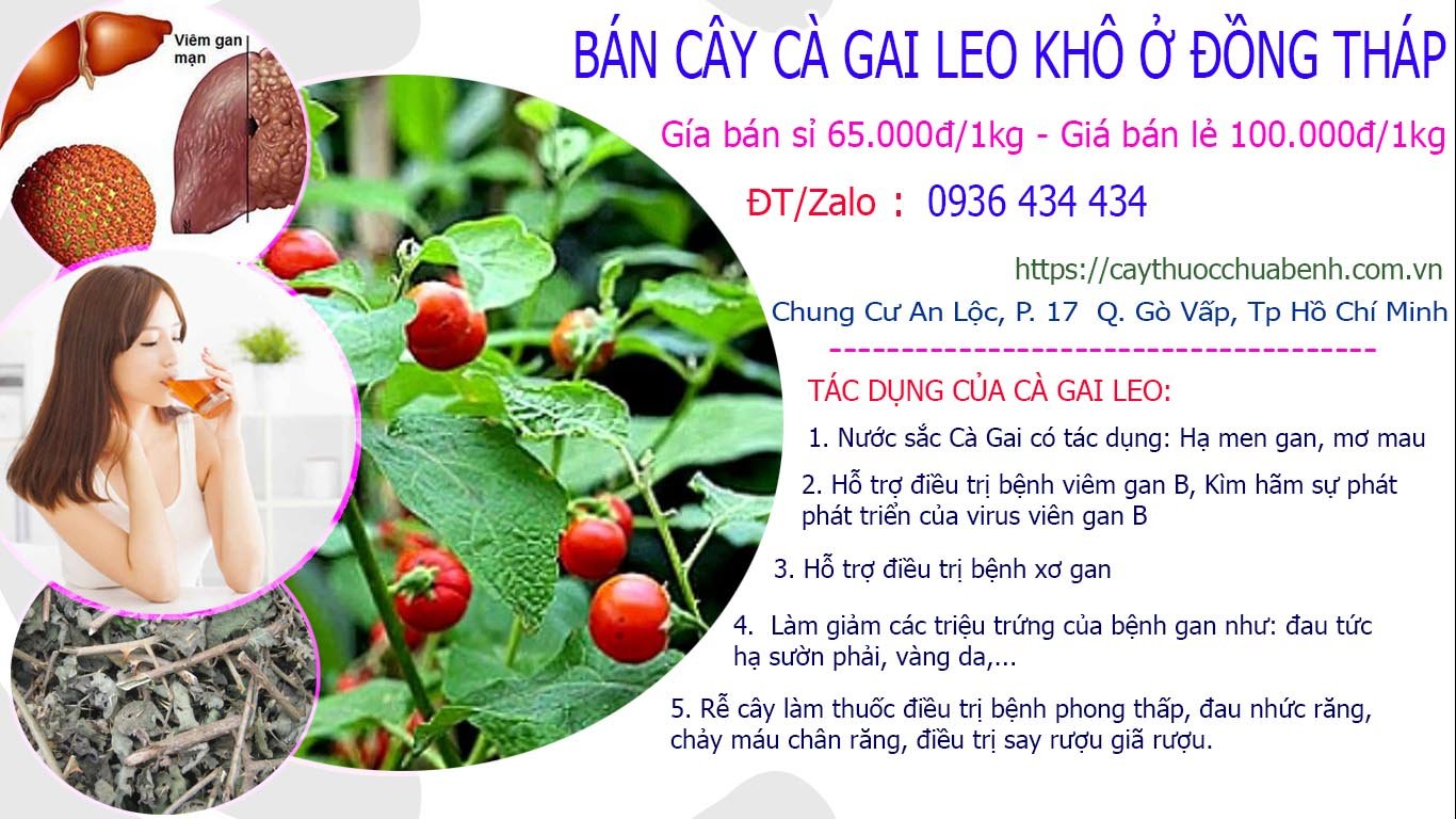Mua bán Cây Cà Gai Leo khô ở Đồng Tháp giá từ 65k