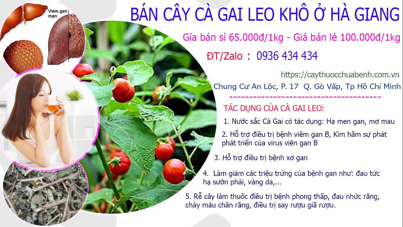 Mua bán Cây Cà Gai Leo khô ở Hà GIang giá từ 65k
