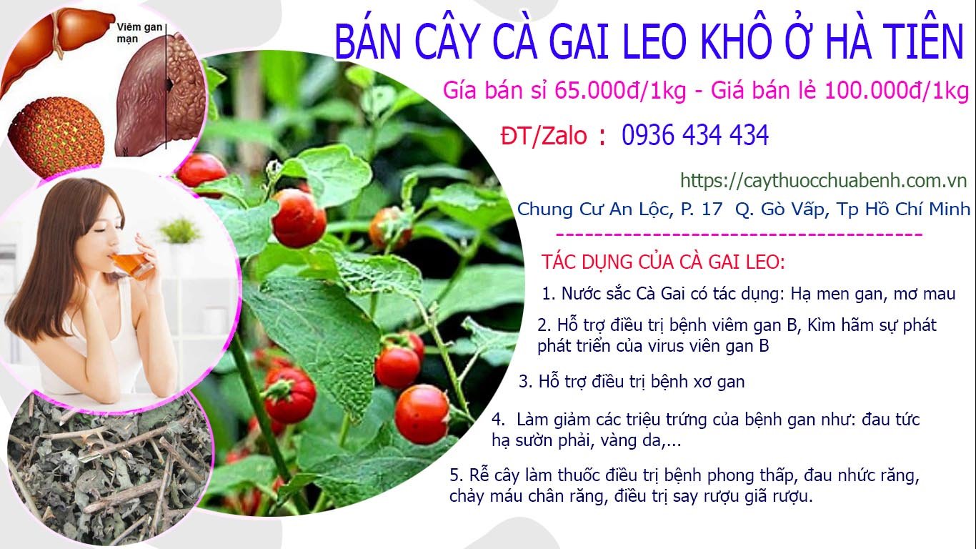 Mua bán Cây Cà Gai Leo khô ở Hà Tiên giá từ 65k