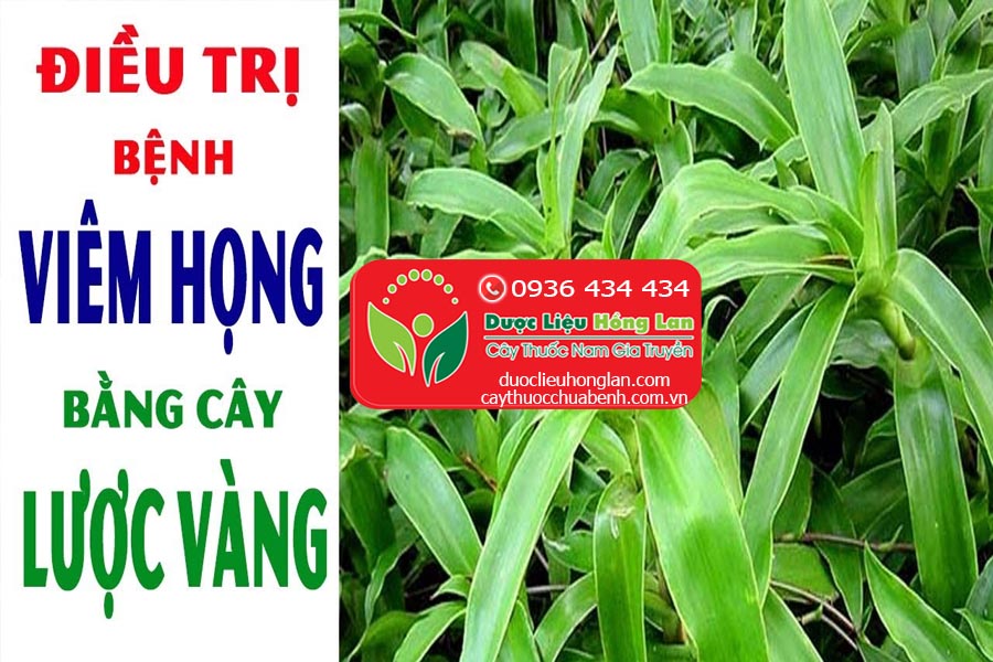 CAY-LUOC-VANGCHUA-BENH-VIEM-HONG-CTY-DUOC-LIEU-HONG-LAN