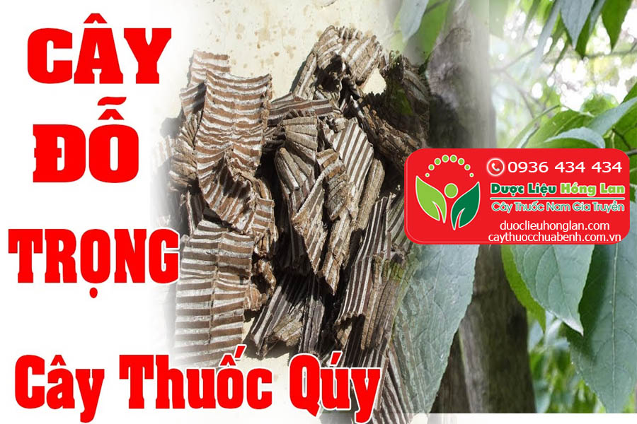 CAY-THUOC-CHUA-BENH--DO-TRONG-CTY-DUOC-LIEU-HONG-LAN