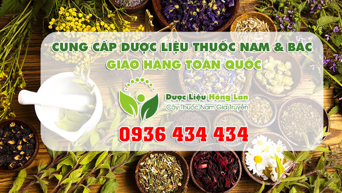 Công ty dược liệu Hồng Lan - chuyên chỉ đầu nguồn thảo dược - đồ ngâm rượu - thuốc đông y- cây thuốc nam ở Quảng Ninh