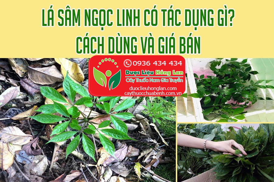 GIA-BAN-LA-SAM-NGOC-LINH-KON-TUM-CTY-DUOC-LIEU-HONG-LAN