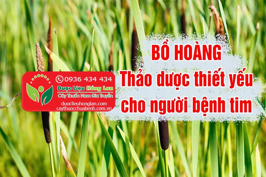 BO-HOANG-CHUA-BENH-VE-TIM-HIEU-QUA-CTY-DUOC-LIEU-HONG-LAN