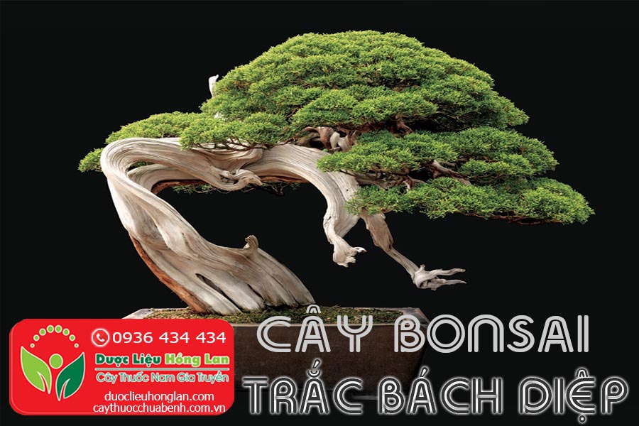 CAY-CANH-BONSAI-TRAC-BACH-DIEP-CTY-DUOC-LIEU-HONG-LAN