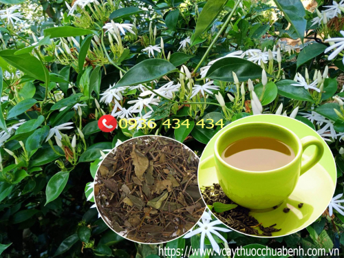 Mua bán Chè Vằng sẻ khô giá từ 50.000đ/kg giao hàng toàn quốc