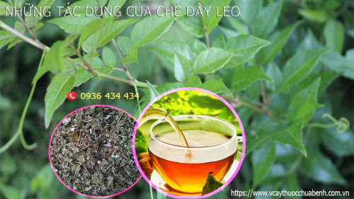 Mua bán Chè Dây Leo giá từ 54.000đ/kg giao hàng toàn quốc