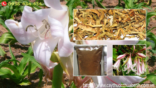 Mua bán Cây Trinh Nữ Hoàng Cung khô giá từ 69.000đ/kg giao hàng toàn quốc