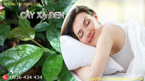 Mua bán Cây Xạ Đen Hòa Bình khô giá từ 60.000đ/kg giao hàng toàn quốc