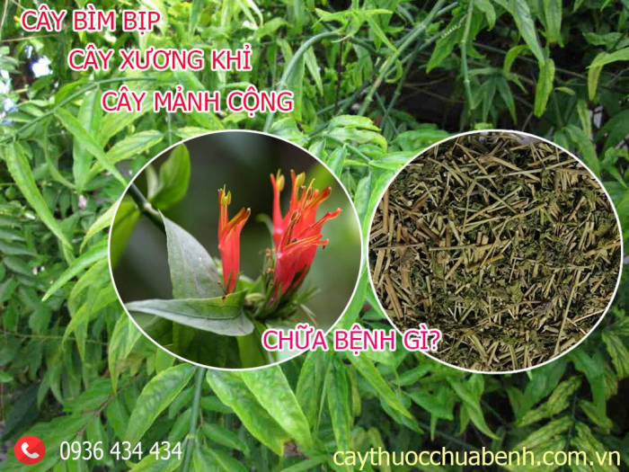 Mua bán Cây Bìm Bịp (Xương Khỉ, Mảnh Cộng) khô 65.000đ/kg giao hàng toàn quốc