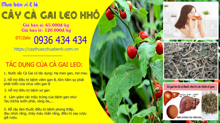 Mua bán Cây Cà Gai Leo khô tại Bình Dương giá từ 65.000đ/kg giao hàng toàn quốc
