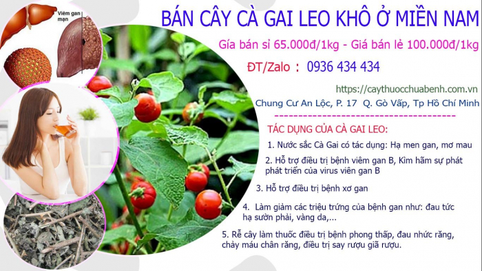 Mua bán Cây Cà Gai Leo khô tại Miền Nam giá từ 65.000đ/kg giao hàng toàn quốc