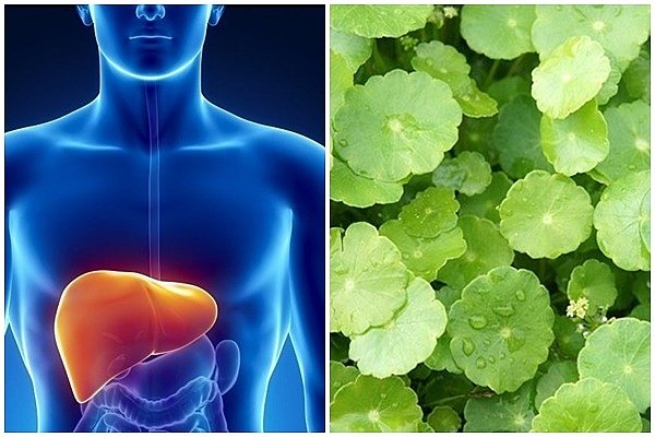  Cửa hàng bán thuốc nam uy tín ở Bảo Lộc - Lâm Đồng