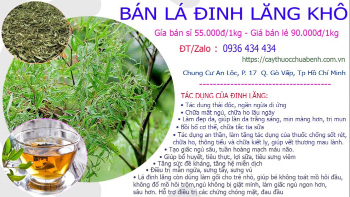 Mua bán lá Cây Đinh Lăng khô uy tín toàn quốc