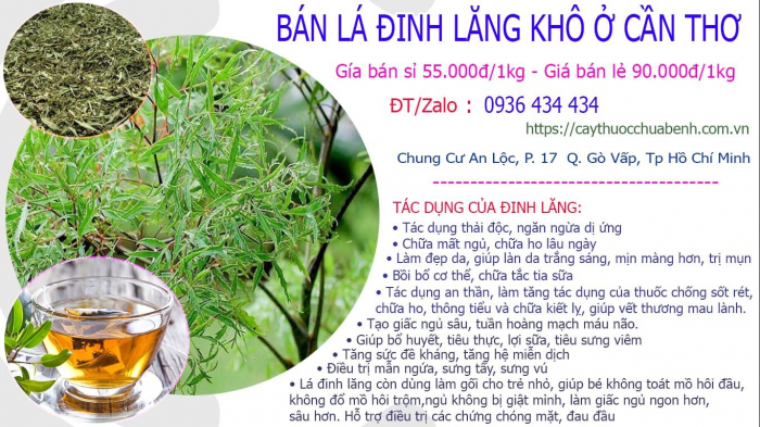 Mua bán Lá Cây Đinh Lăng khô tại Cần Thơ giá từ 55.000đ/kg giao hàng toàn quốc