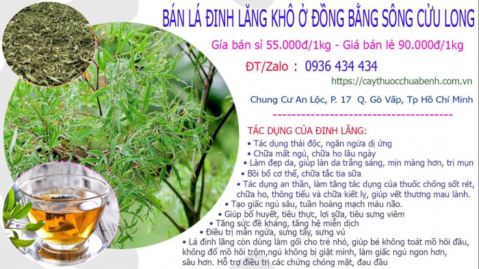 Mua bán Lá Cây Đinh Lăng khô tại Đồng Bằng Sông Cửu Long giá từ 55.000đ/kg giao hàng toàn quốc