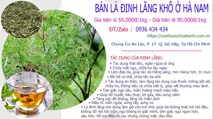 Mua bán Lá Cây Đinh Lăng khô tại Hà Nam giá từ 55.000đ/kg giao hàng toàn quốc