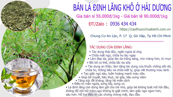 Mua bán Lá Cây Đinh Lăng khô tại Hải Dương giá từ 55.000đ/kg giao hàng toàn quốc