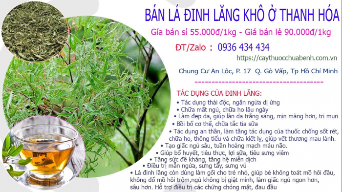 Mua bán Lá Cây Đinh Lăng khô tại Thanh Hóa giá từ 55.000đ/kg giao hàng toàn quốc
