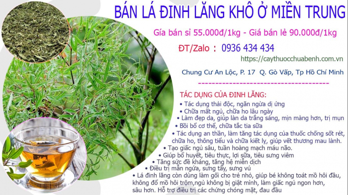 Mua bán Lá Cây Đinh Lăng khô tại Miền Trung giá từ 55.000đ/kg giao hàng toàn quốc