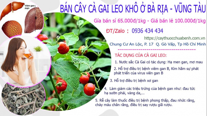Mua bán Cây Cà Gai Leo khô tại Bà Rịa - Vũng Tàu giá từ 65.000đ/kg giao hàng toàn quốc