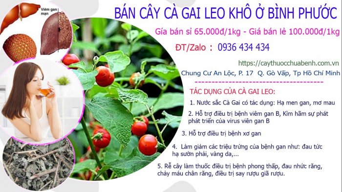 Mua bán Cây Cà Gai Leo khô tại Bình Phước giá từ 65.000đ/kg giao hàng toàn quốc