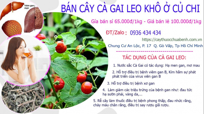 Mua bán Cây Cà Gai Leo khô tại Củ Chi giá từ 65.000đ/kg giao hàng toàn quốc