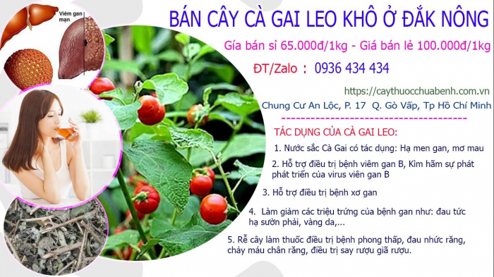 Mua bán Cây Cà Gai Leo khô tại Đắk Nông giá từ 65.000đ/kg giao hàng toàn quốc