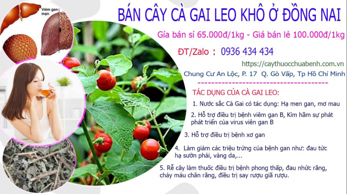 Mua bán Cây Cà Gai Leo khô tại Đồng Nai giá từ 65.000đ/kg giao hàng toàn quốc