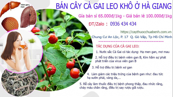 Mua bán Cây Cà Gai Leo khô tại Hà Giang giá từ 65.000đ/kg giao hàng toàn quốc