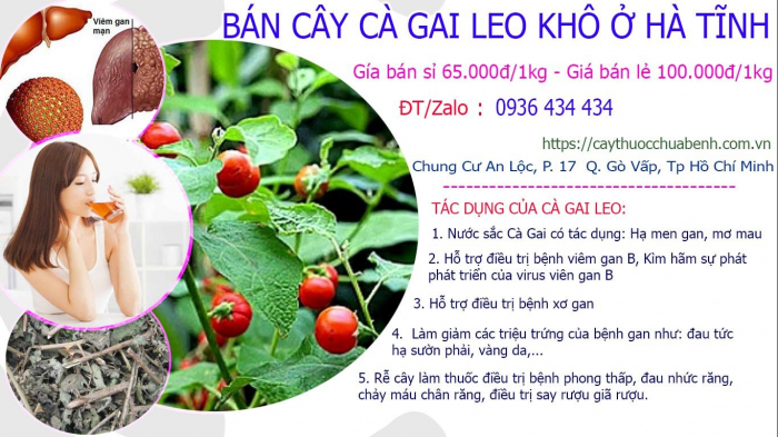 Mua bán Cây Cà Gai Leo khô tại Hà Tĩnh giá từ 65.000đ/kg giao hàng toàn quốc