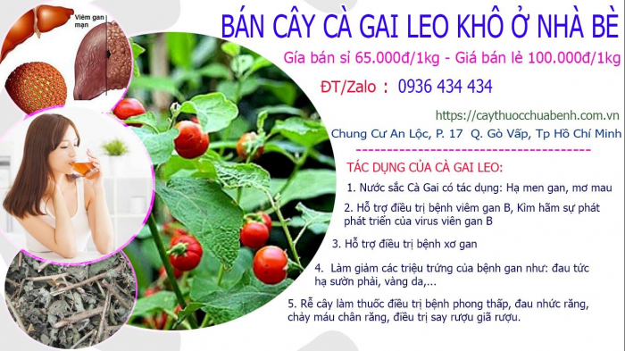Mua bán Cây Cà Gai Leo khô tại Nhà Bè giá từ 65.000đ/kg giao hàng toàn quốc