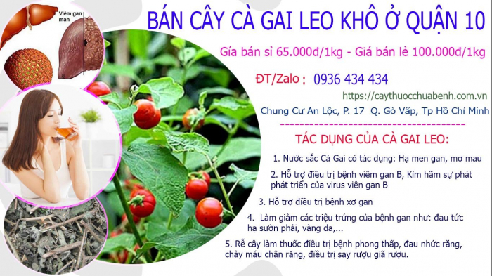 Mua bán Cây Cà Gai Leo khô tại Quận 10 giá từ 65.000đ/kg giao hàng toàn quốc