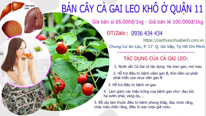 Mua bán Cây Cà Gai Leo khô tại Quận 11 giá từ 65.000đ/kg giao hàng toàn quốc