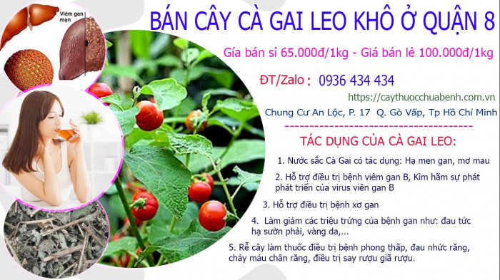 Mua bán Cây Cà Gai Leo khô tại Quận 8 giá từ 65.000đ/kg giao hàng toàn quốc