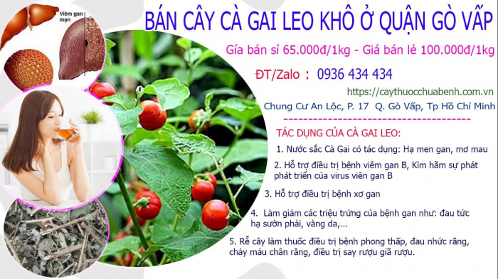 Mua bán Cây Cà Gai Leo khô tại Quận Gò Vấp giá từ 65.000đ/kg giao hàng toàn quốc