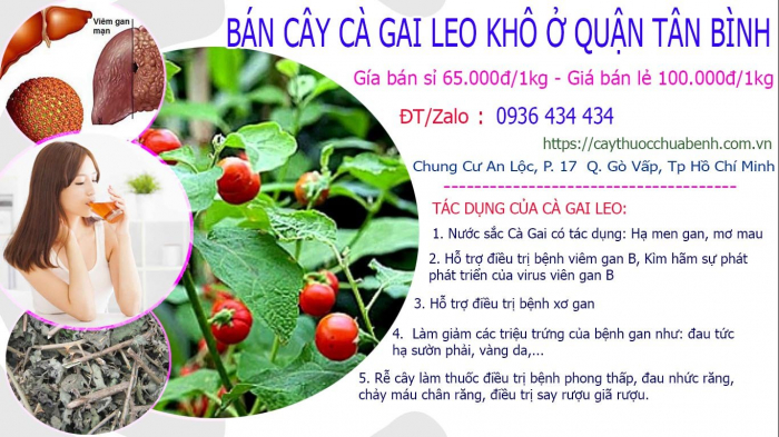Mua bán Cây Cà Gai Leo khô tại Quận Tân Bình giá từ 65.000đ/kg giao hàng toàn quốc