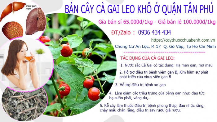 Mua bán Cây Cà Gai Leo khô tại Quận Tân Phú giá từ 65.000đ/kg giao hàng toàn quốc