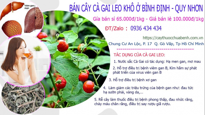 Mua bán Cây Cà Gai Leo khô tại Bình Định - Quy Nhơn giá từ 65.000đ/kg giao hàng toàn quốc