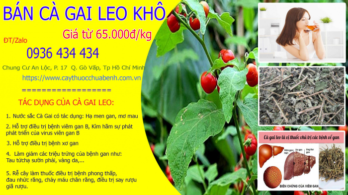 Mua bán Cây Cà Gai Leo khô tại Quận Bình Thạnh giá từ 65.000đ/kg giao hàng toàn quốc
