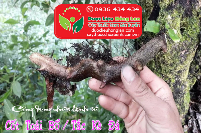 Mua bán Cây Cốt Toái Bổ (Tắc Kè Đá) khô giá từ 100.000đ/kg giao hàng toàn quốc