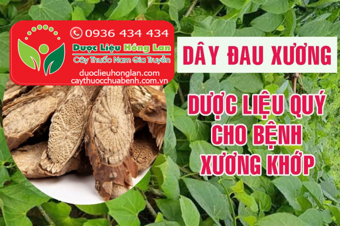 Mua bán Cây Dây đau xương (Khoan Cân Đằng) khô giá từ 55.000đ/kg giao hàng toàn quốc