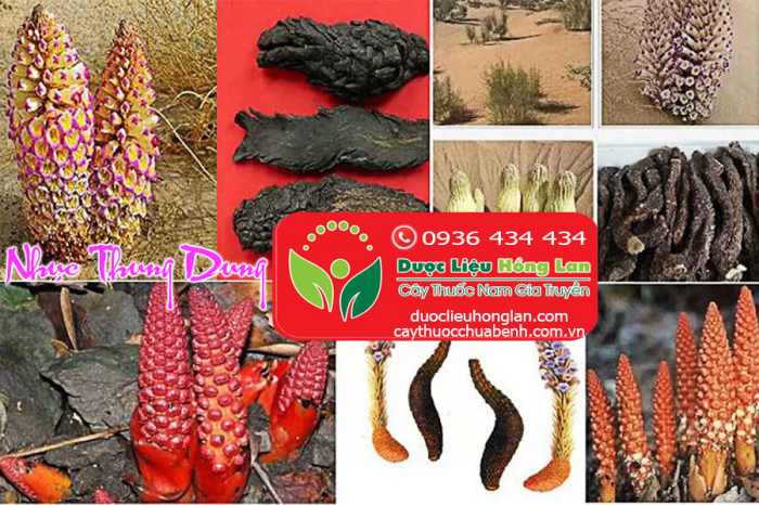 Mua bán Nhục Thung Dung giá từ 590.000đ/kg giao hàng toàn quốc