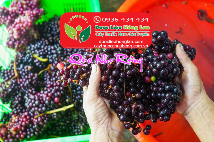 Mua bán Quả Nho Rừng giao hàng toàn quốc