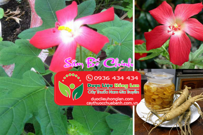 Mua bán Sâm Bố Chính giao hàng toàn quốc