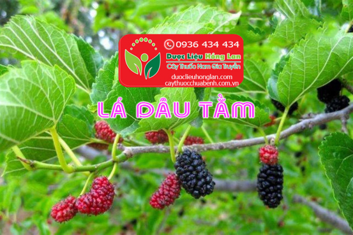 Mua bán Lá Dâu Tằm khô giá từ 49.000đ/1kg giao hàng toàn quốc