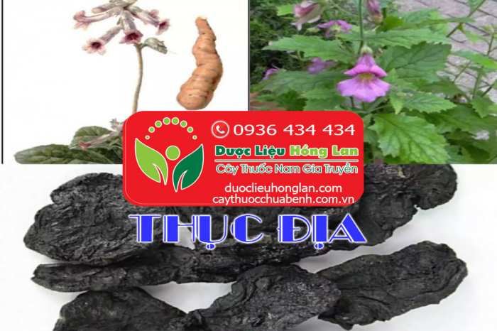 Mua bán Củ Thục Địa khô giá từ 130.000đ/1kg giao hàng toàn quốc