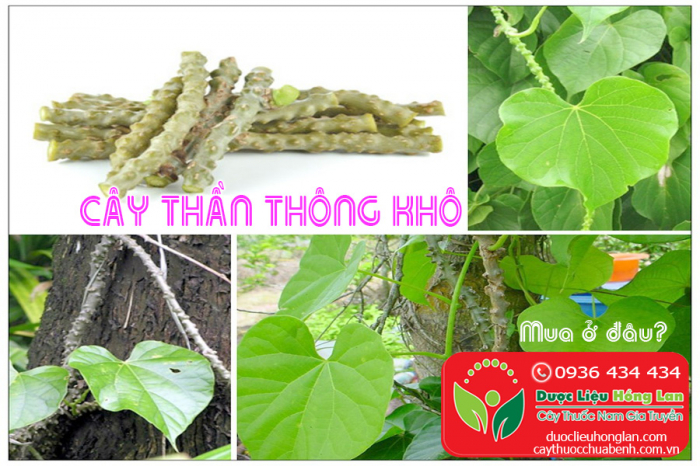 Mua bán Cây thần thông khô giá từ 60.000đ/1kg giao hàng toàn quốc