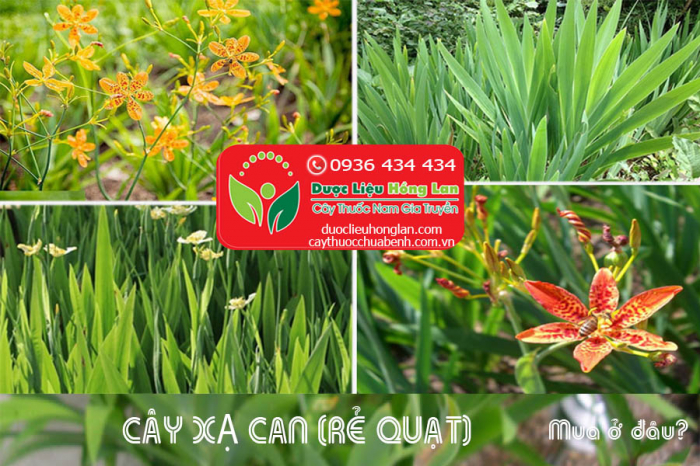 Mua bán Cây xạ can (rẻ quạt) khô giá từ 180.000đ/1kg giao hàng toàn quốc