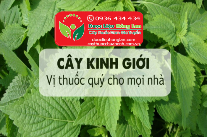 Mua bán Cây Rau Kinh Giới khô giá từ 49.000đ/1kg giao hàng toàn quốc